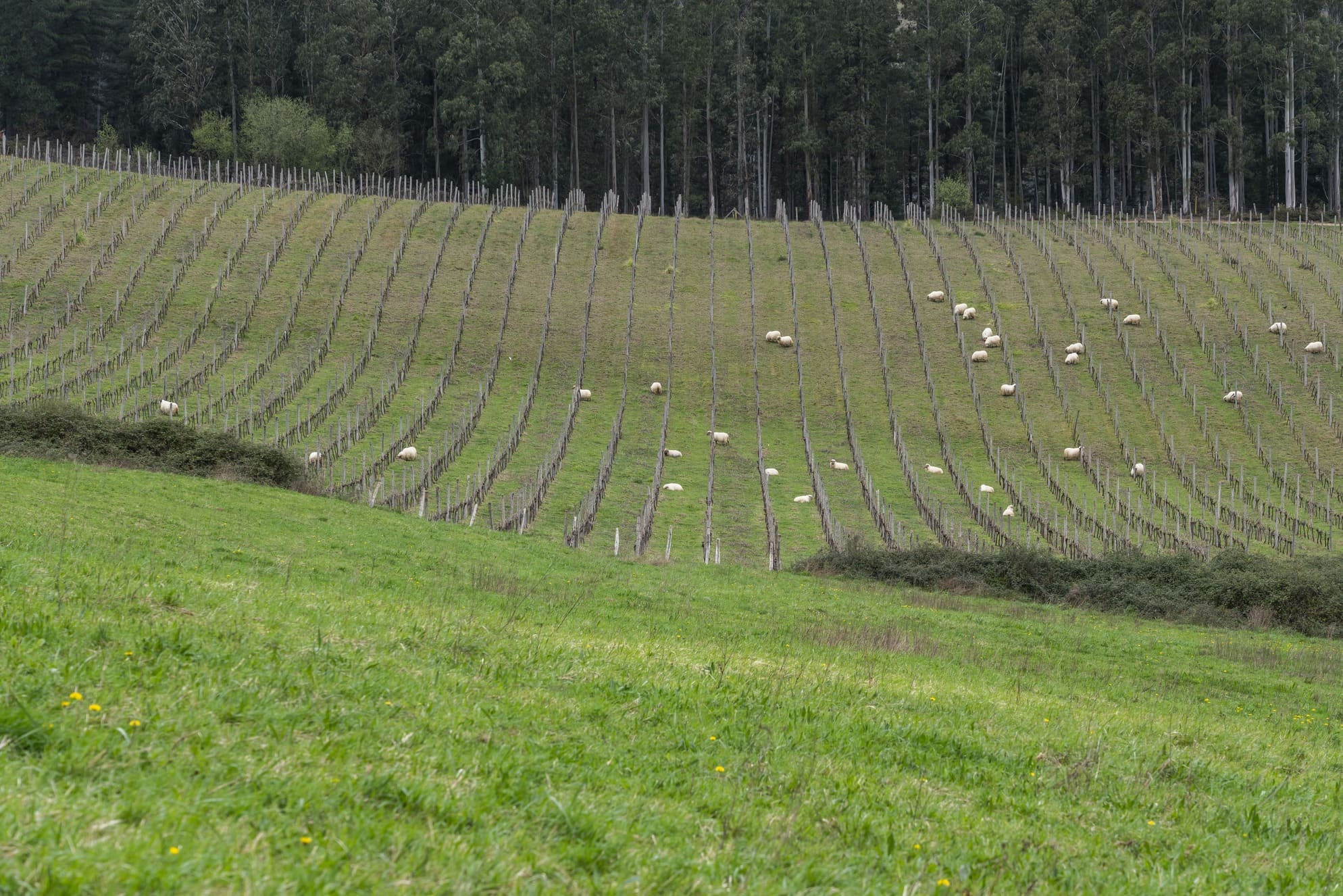 Lvre Wines